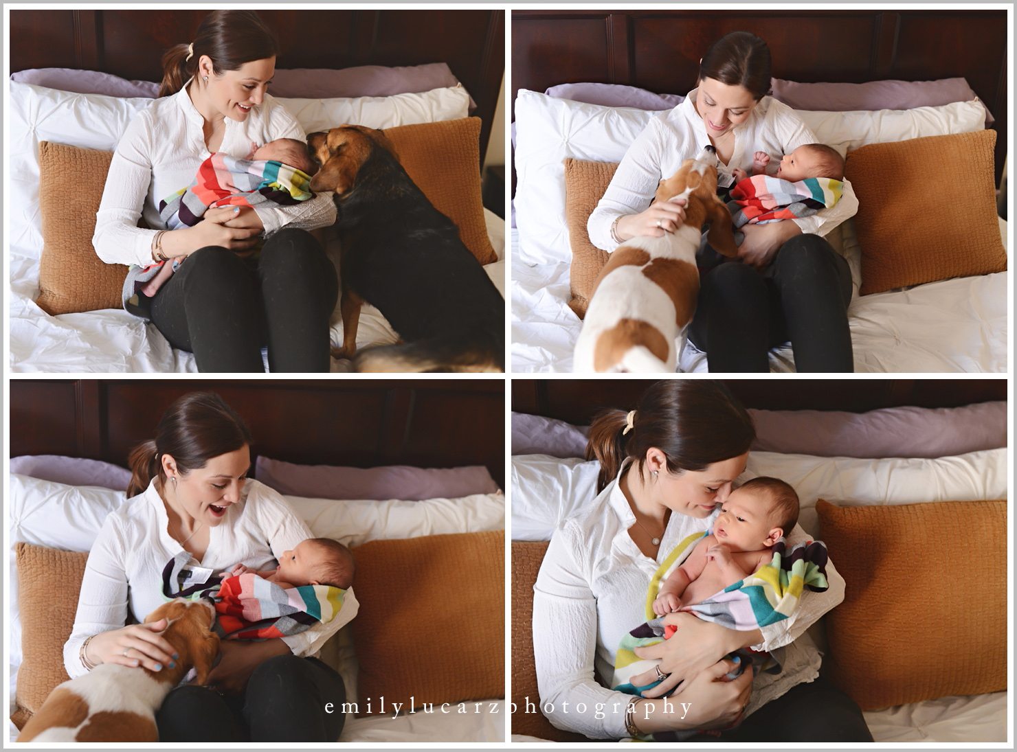 Saint Louis newborn photographer_dog