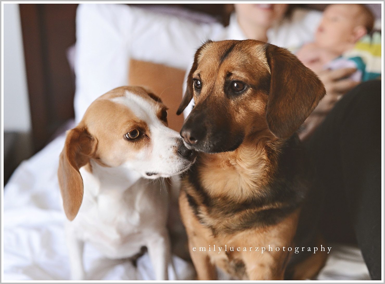 dog and newborn