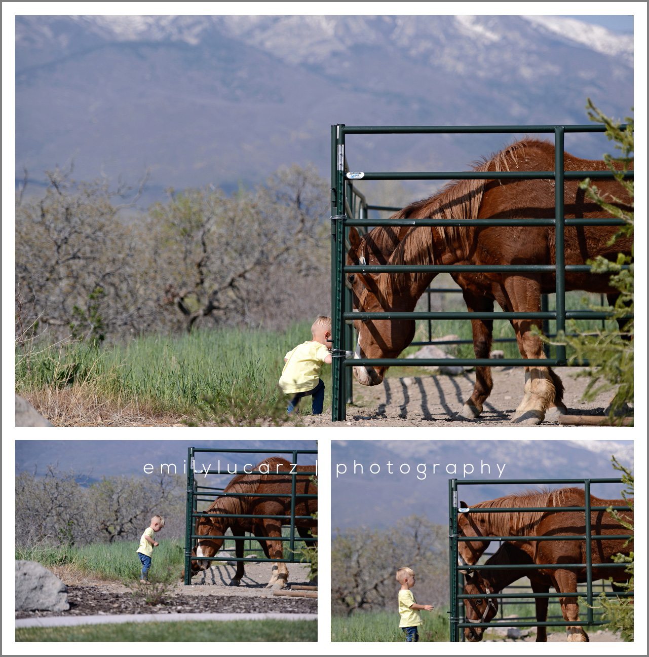 Child feeding horse