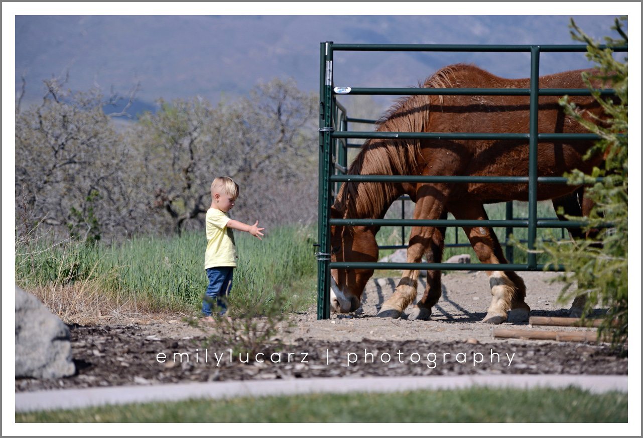 child feeding a horse