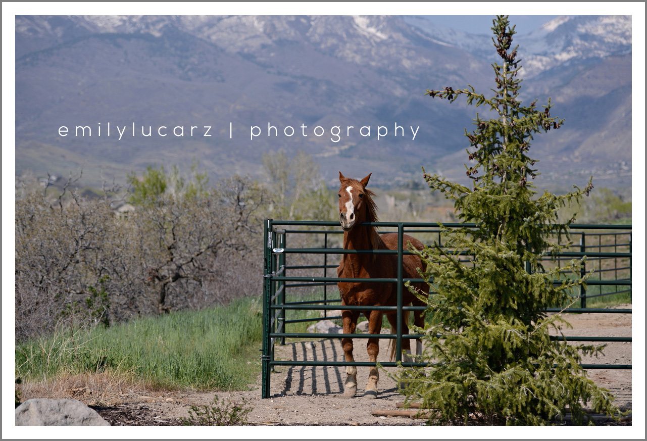 horse photo