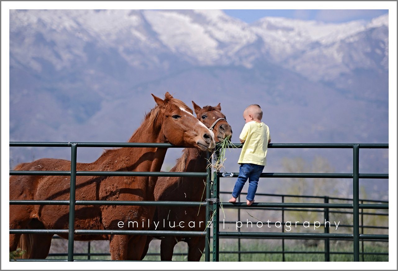 child feeding a horse