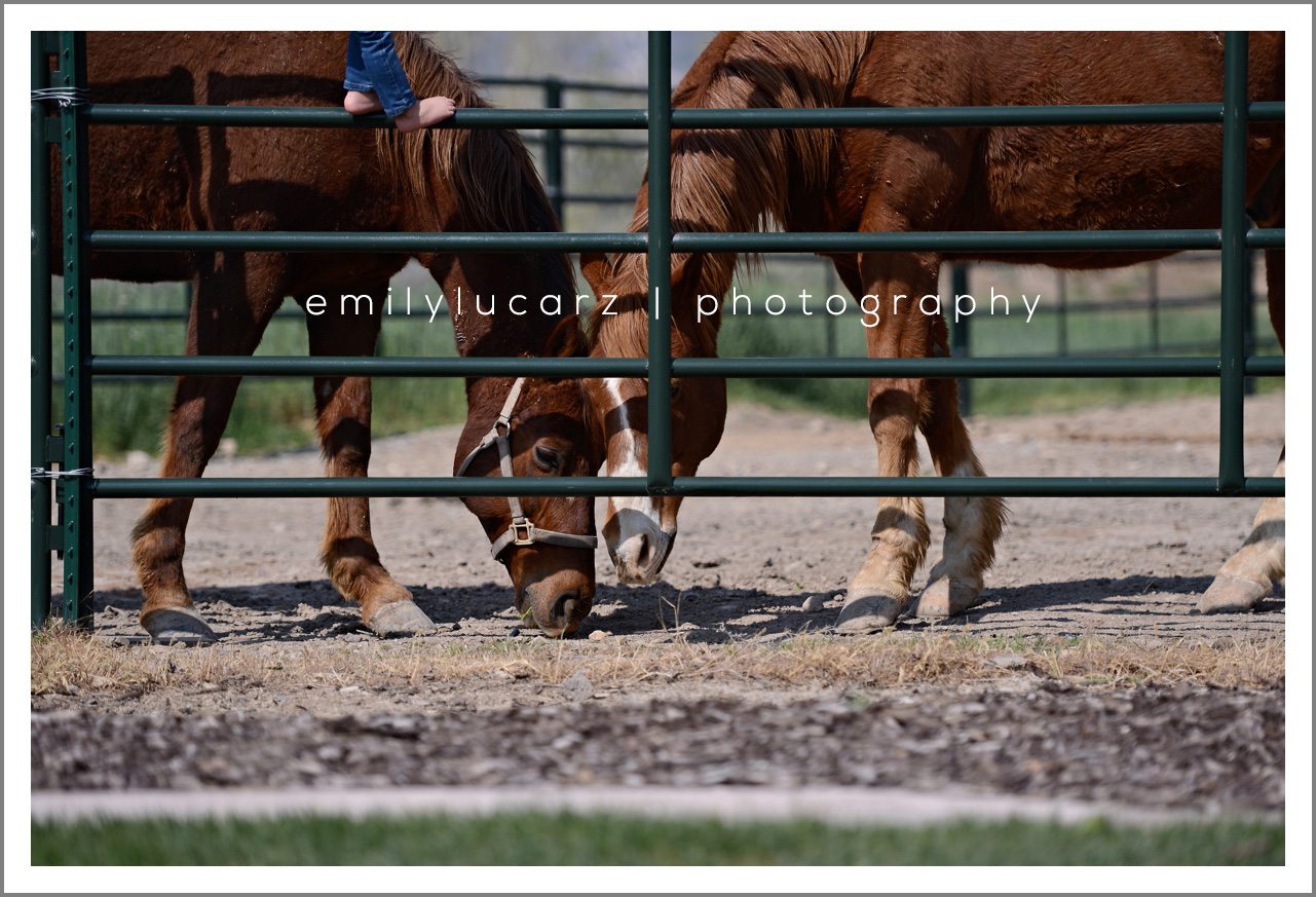 child and horse photo