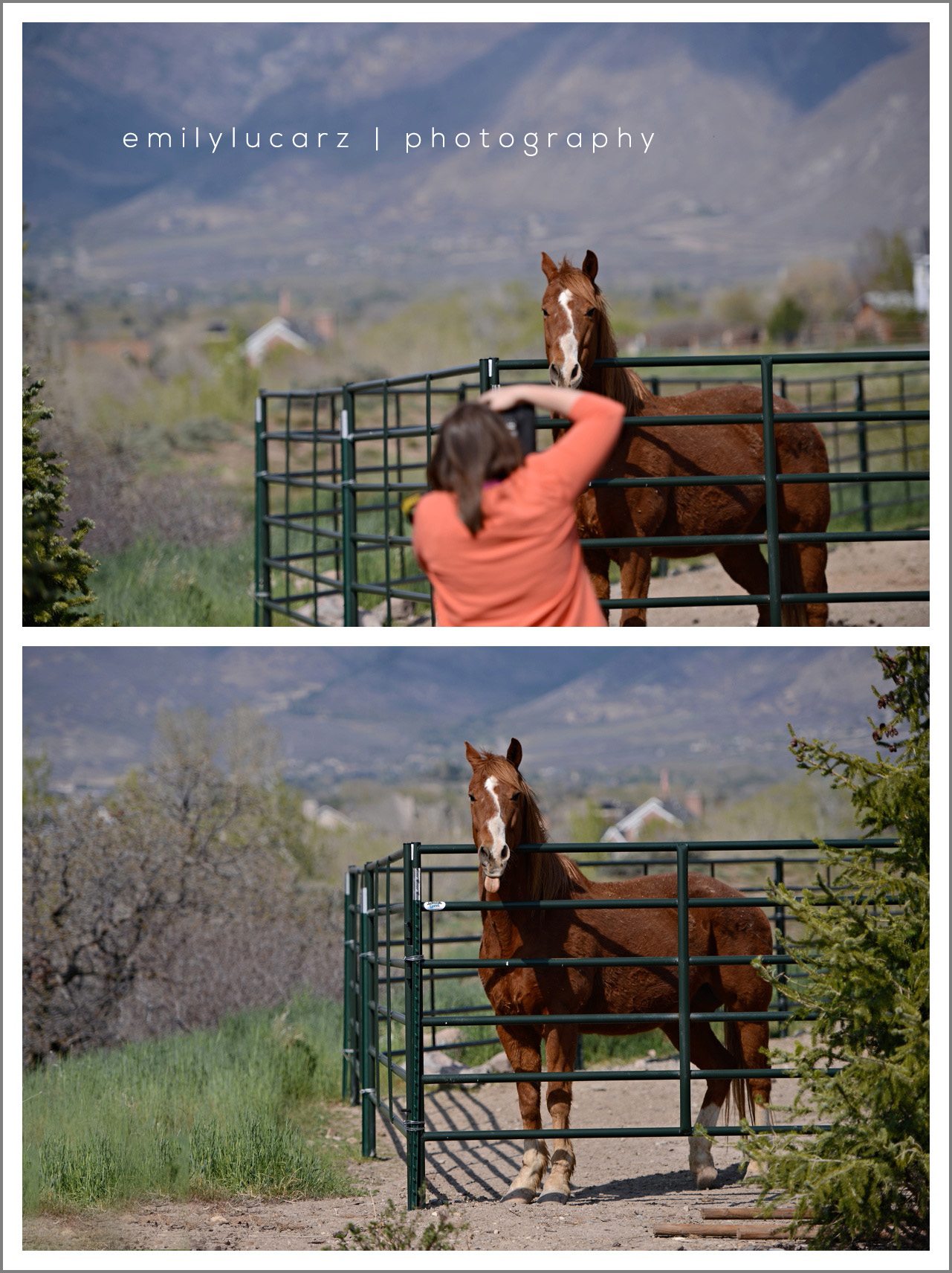 horse photo