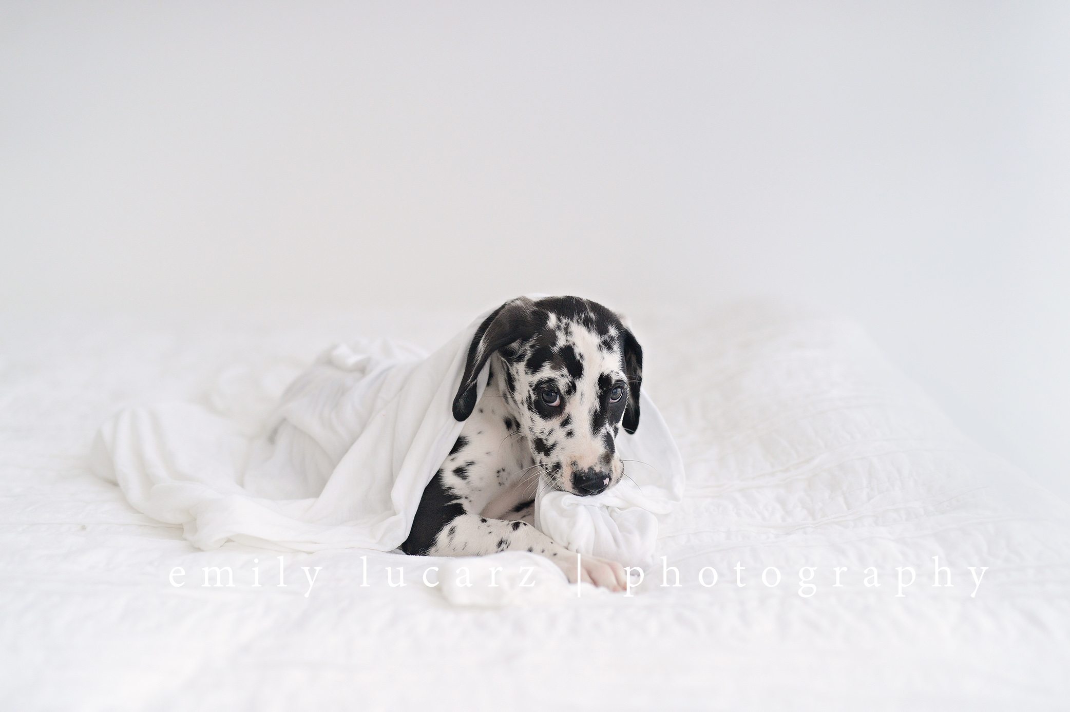 Dog photo ideas. Toddler with a puppy.