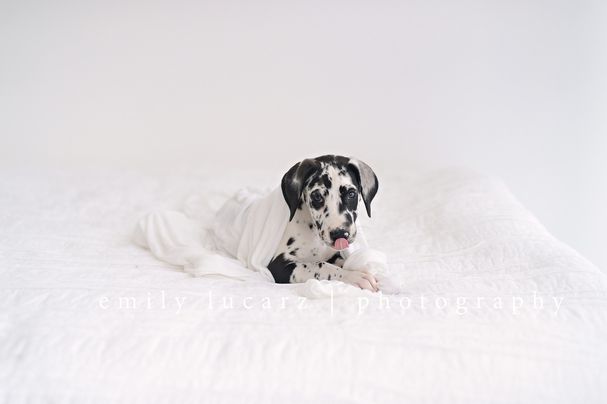 Dog photo ideas. Toddler with a puppy.