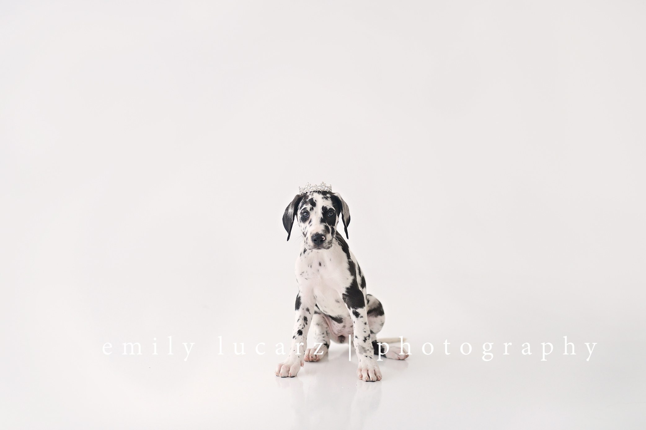 St. Louis dog photographer