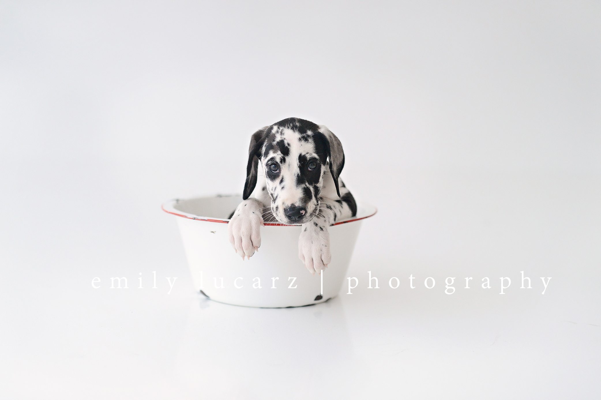 Great dane in a bowl